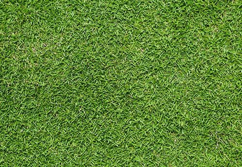 Bermuda Grass