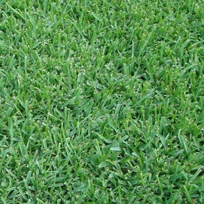 St Augustine Grass