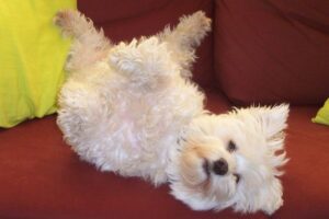 Dog Relaxing on a Couch