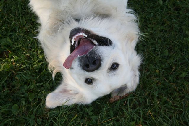 Happy Dog