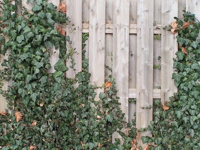 Weather Fence with Ivy